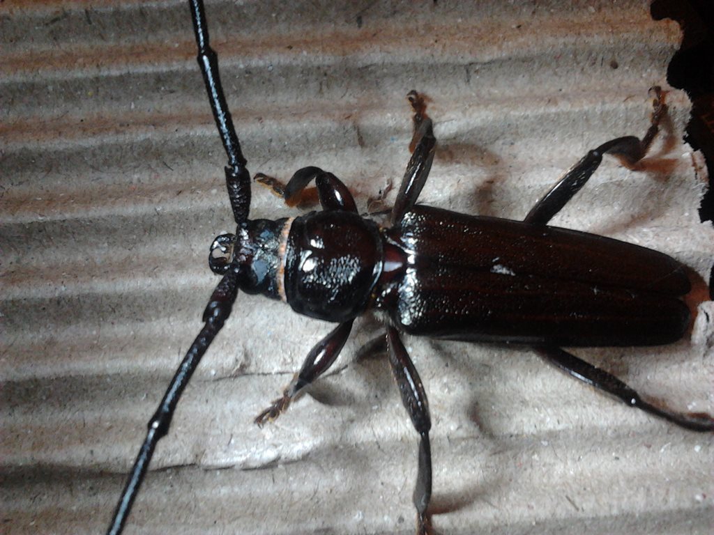 Xystrocera australasiae