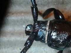 Xystrocera australasiae