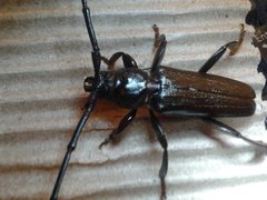 Xystrocera australasiae