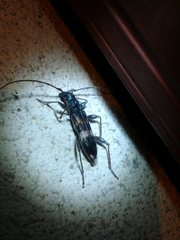 Coleocoptus senio