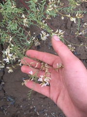 Astragalus tenellus
