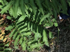 Phanerophlebia