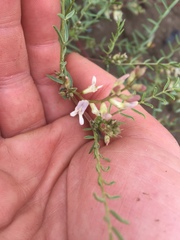 Astragalus tenellus