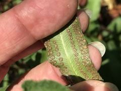Phanerophlebia