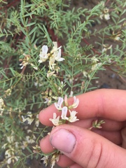 Astragalus tenellus