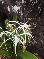 Hymenocallis caribaea