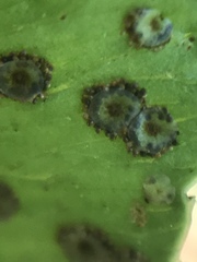 Phanerophlebia