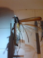 Xystrocera virescens