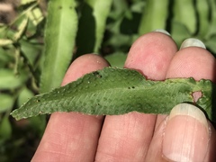 Phanerophlebia