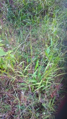 Paspalum conjugatum