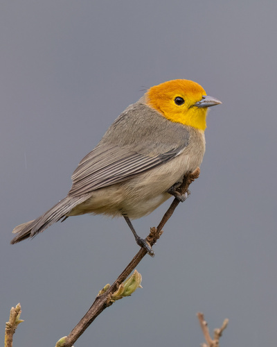 Orange-headed Tanager (Thlypopsis sordida), photo 8