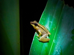 La Palma Robber Frog photo 2