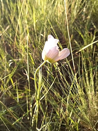 Image of Calochortus ambiguus by (c) Jake Nitta, some rights reserved (CC BY)