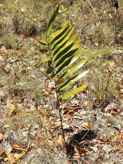 Zamia prasina