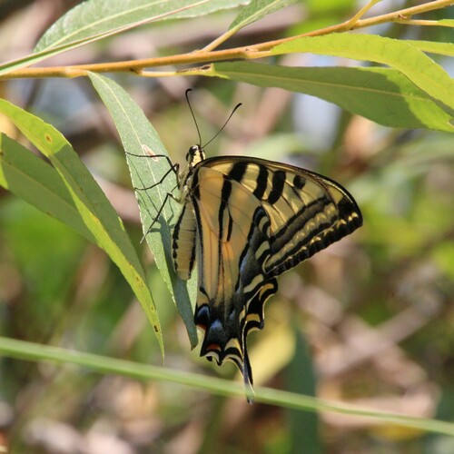 iNaturalist observation photo of Western Tiger Swallowtail