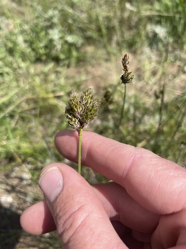 Image of Carex egglestonii by (c) crothfels, some rights reserved (CC BY)