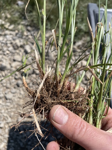 Image of Carex egglestonii by (c) crothfels, some rights reserved (CC BY)