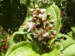Miconia tococa