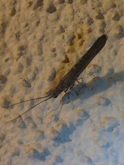 Stenobiella