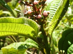 Miconia tococa
