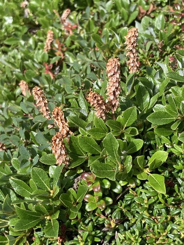 Image of Salix uva by (c) er-birds, some rights reserved (CC BY)