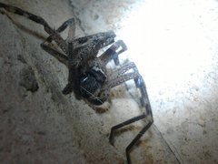 Neosparassus calligaster