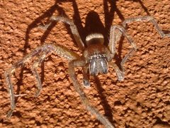 Neosparassus calligaster