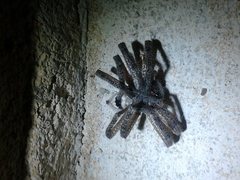 Neosparassus calligaster