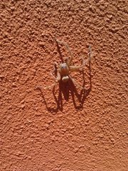 Neosparassus calligaster