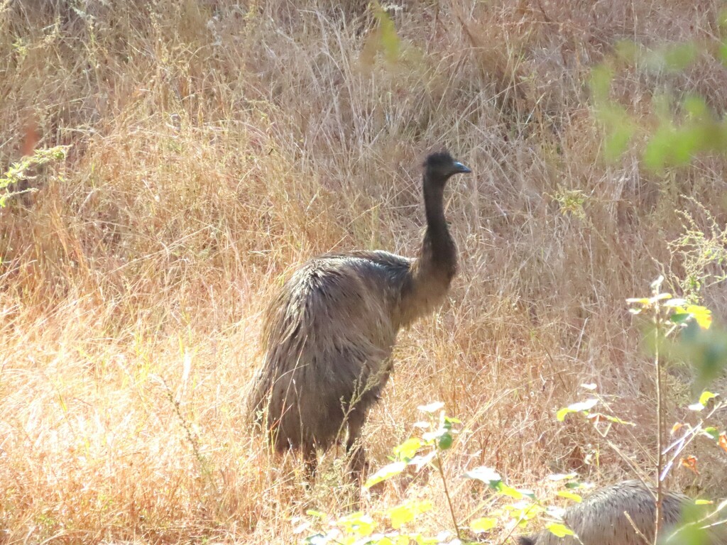 Emu from Cania QLD 4630, Australia on June 22, 2023 at 08:39 AM by ...
