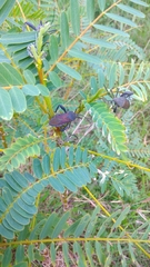 Anoplocnemis phasianus