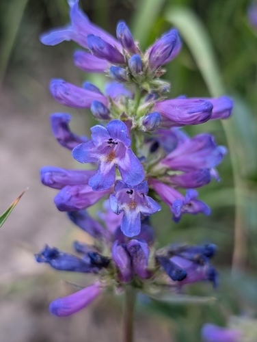 Penstemon rydbergii
