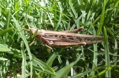 Schistocerca cancellata