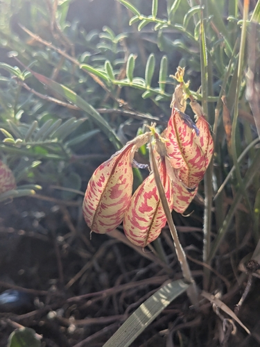 Image of Astragalus whitneyi by no rights reserved