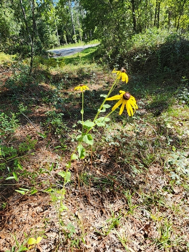 Rudbeckia mollis, photograph 4