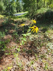 (c) Scott Allen Davis, some rights reserved (CC BY) Rudbeckia mollis, photograph (c) Scott Allen Davis, some rights reserved (CC BY)