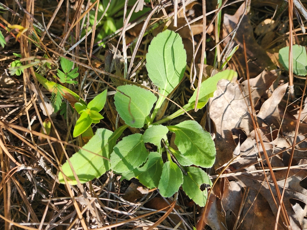 Rudbeckia mollis; photograph (c) Scott Allen Davis, some rights reserved (CC BY)