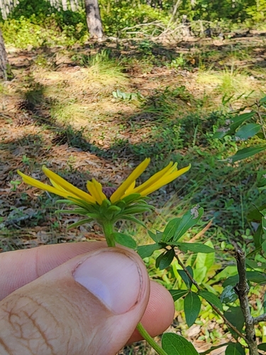 Rudbeckia mollis, photograph 5