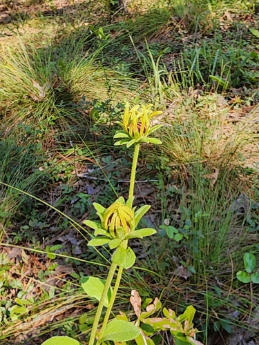 Rudbeckia mollis, photograph 6
