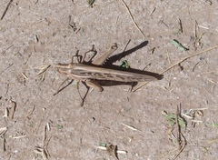 Schistocerca cancellata