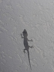 Hemidactylus mabouia