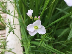 Cardamine pratensis