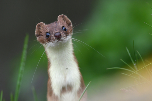 American Ermine, photo 4 of 10