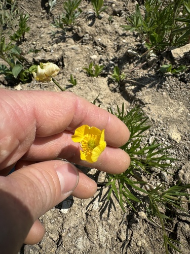 Image of Ranunculus adoneus by (c) Kenzie Anderson-Bell, some rights reserved (CC BY)