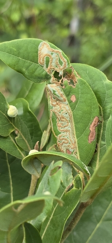 Phyllocnistis hyperpersea photo 2