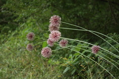 Allium ampeloprasum