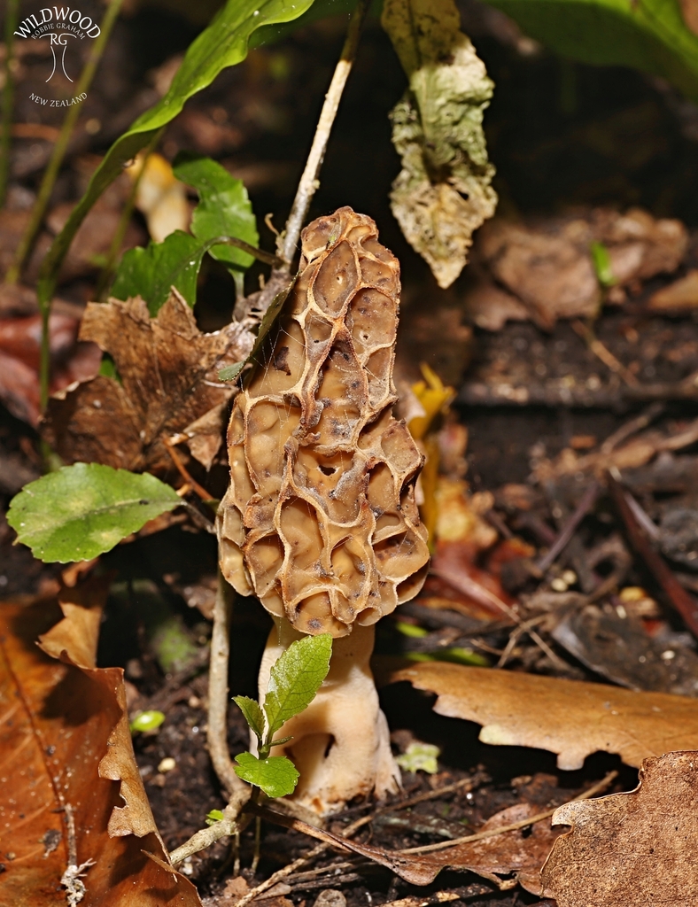 true morels from Acacia Bay, Taupō, New Zealand on October 30, 2017 at
