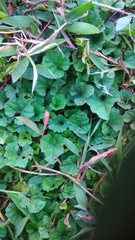 Trichosanthes scabra