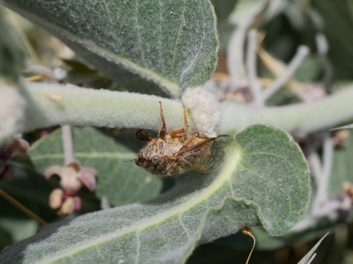 iNaturalist observation photo of Tibicinina
