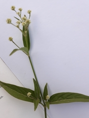 Alternanthera sessilis